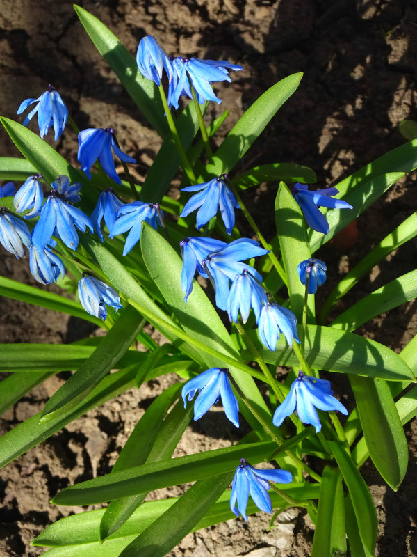 Небесно-голубые первоцветы... - Тамара (st.tamara)