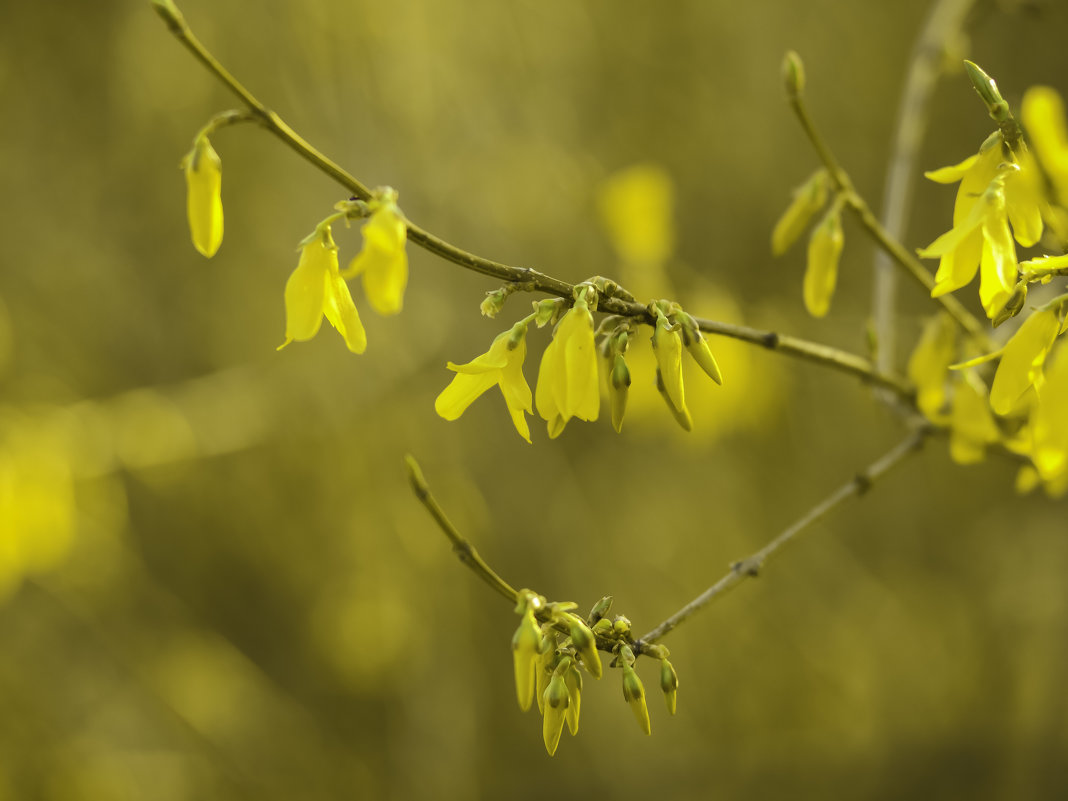 Лимонный цвет в весеннем саду. - Иван Лазаренко