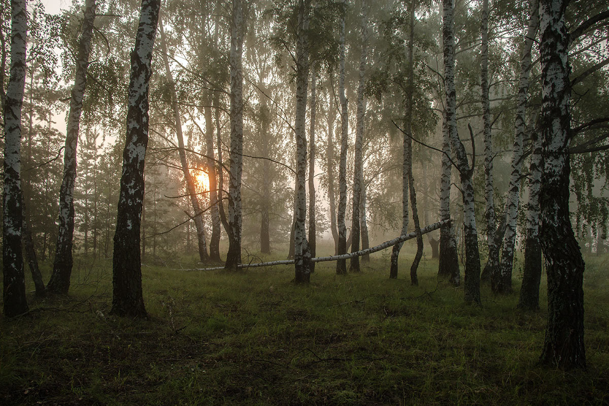 Утро в лесу - Игорь Егоров