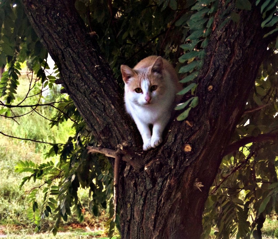 Кот на дереве - Татьяна Королёва