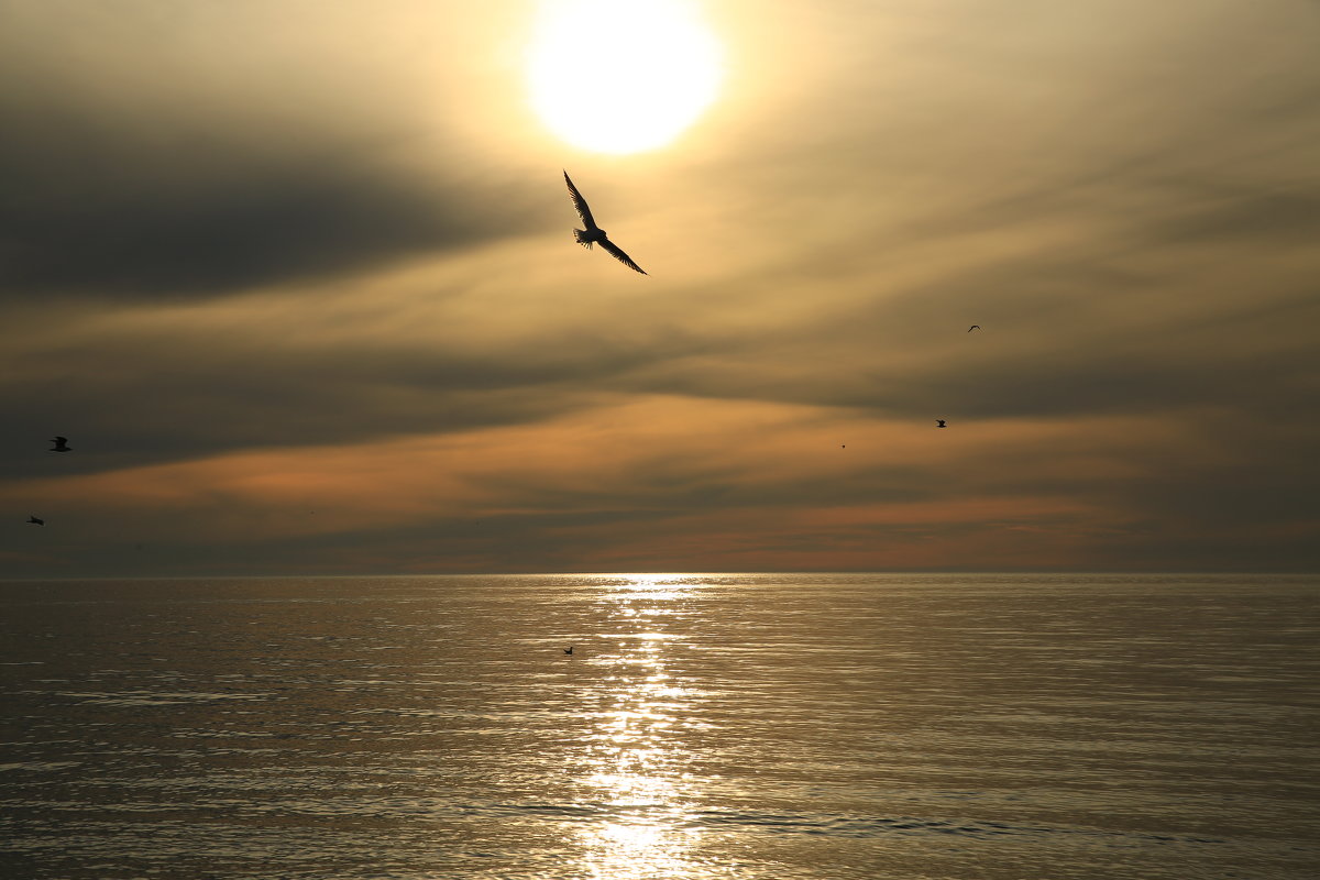 Альбатрос на закате - valeriy khlopunov