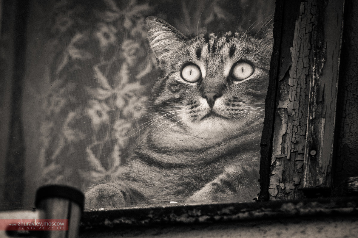 Булгаковский кот... воспоминания о былых временах - Фотограф Андрей Журавлев