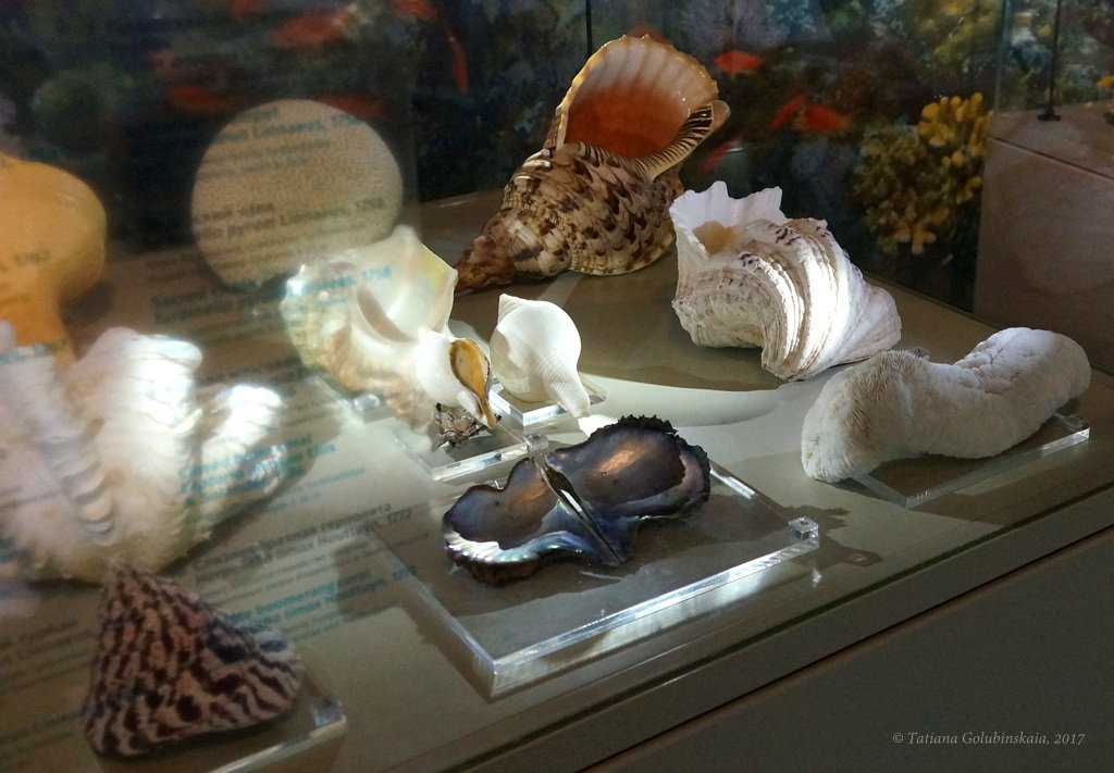 To hear the harmony in the sea shells. Услышать гармонию морских ракушек. - Tatiana Golubinskaia