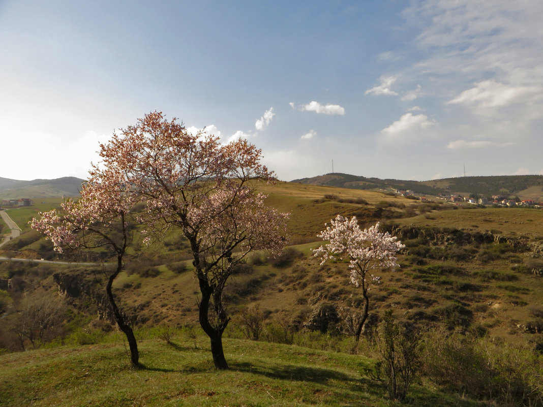 весна в грузии