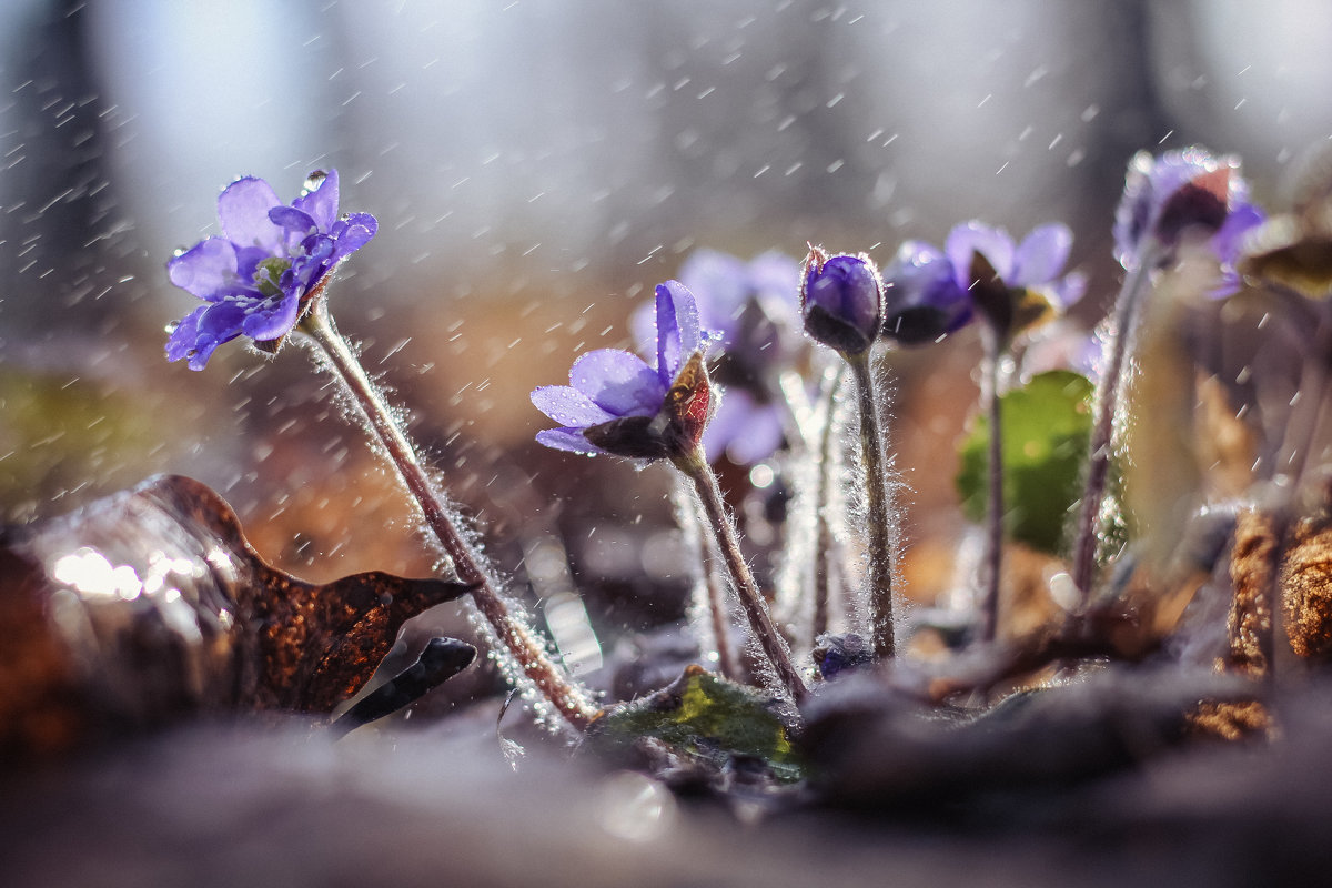 Весенние цветы - Алёнка Шапран