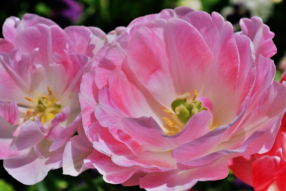Нежные тюльпаны - wea *