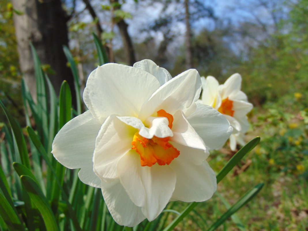 Весна в саду - spm62 Baiakhcheva Svetlana