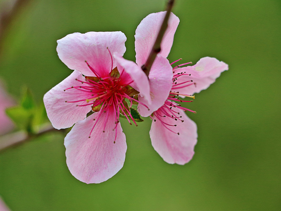 Цветы персика - Светлана 