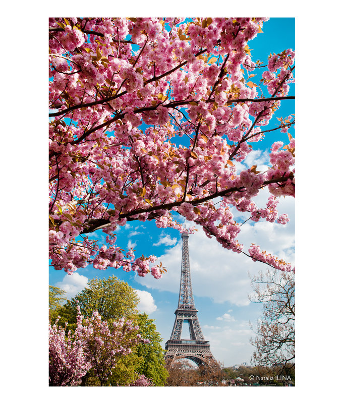 Эйфелева башня в сакуре! - Фотограф в Париже, Франции Наталья Ильина