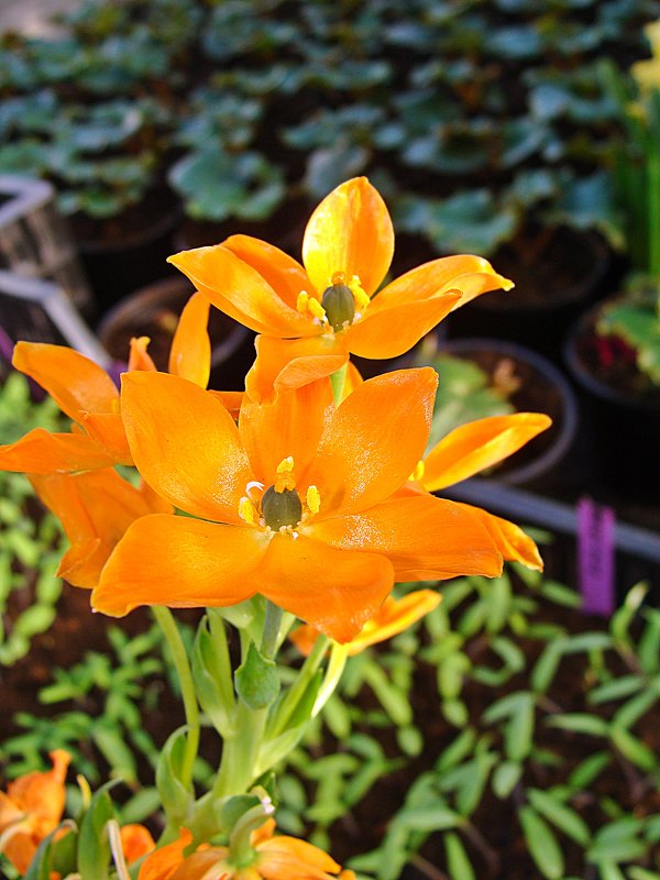 цветок орнитогалум оранжевый - laana laadas