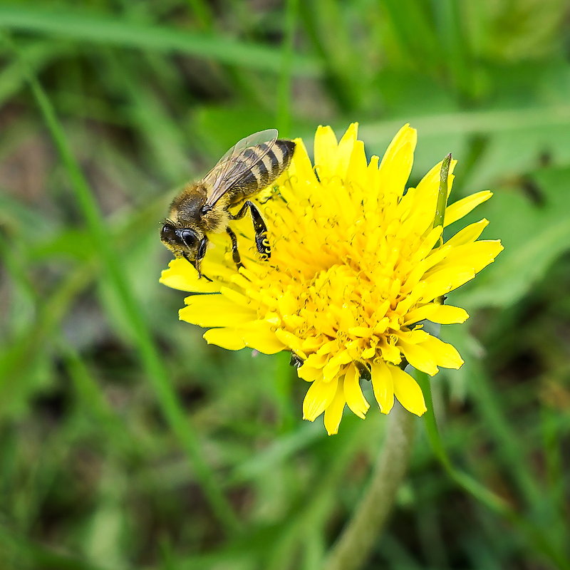 Пчёлка на цветке :) - Клаус 