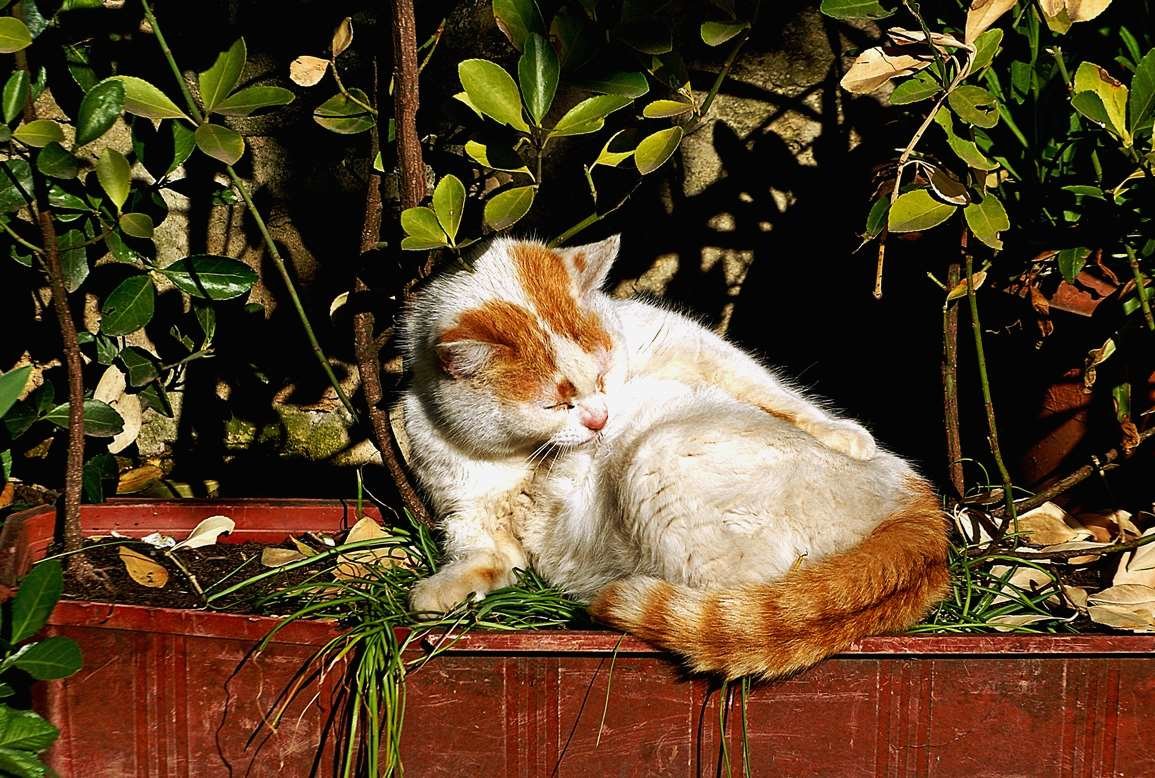 кошка, приученная к горшку - Александр Корчемный