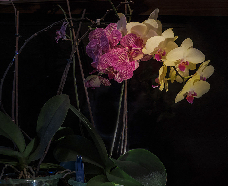 Орхидеи - Сергей Цветков