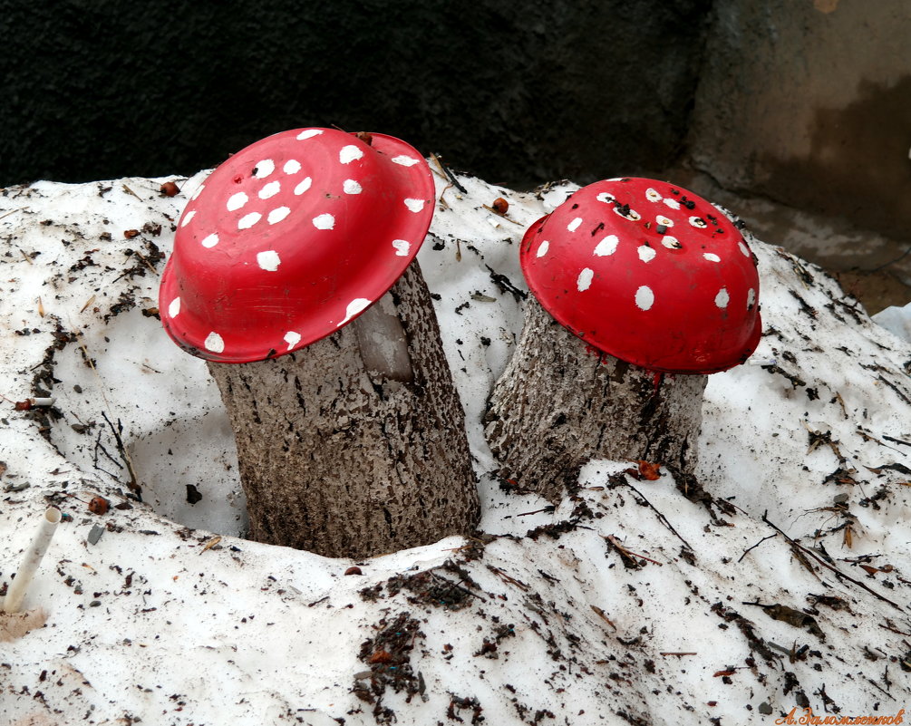 А вот и первые грибы-подснежники:) - Андрей Заломленков