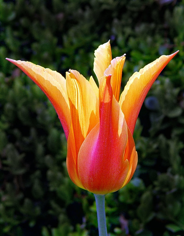 tulip - Света Ли