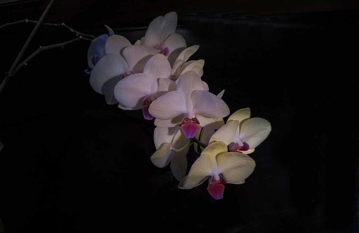 Орхидея - Сергей Цветков