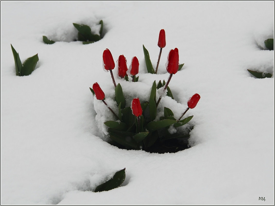 Тюльпаны в снегу. - Роланд Дубровский