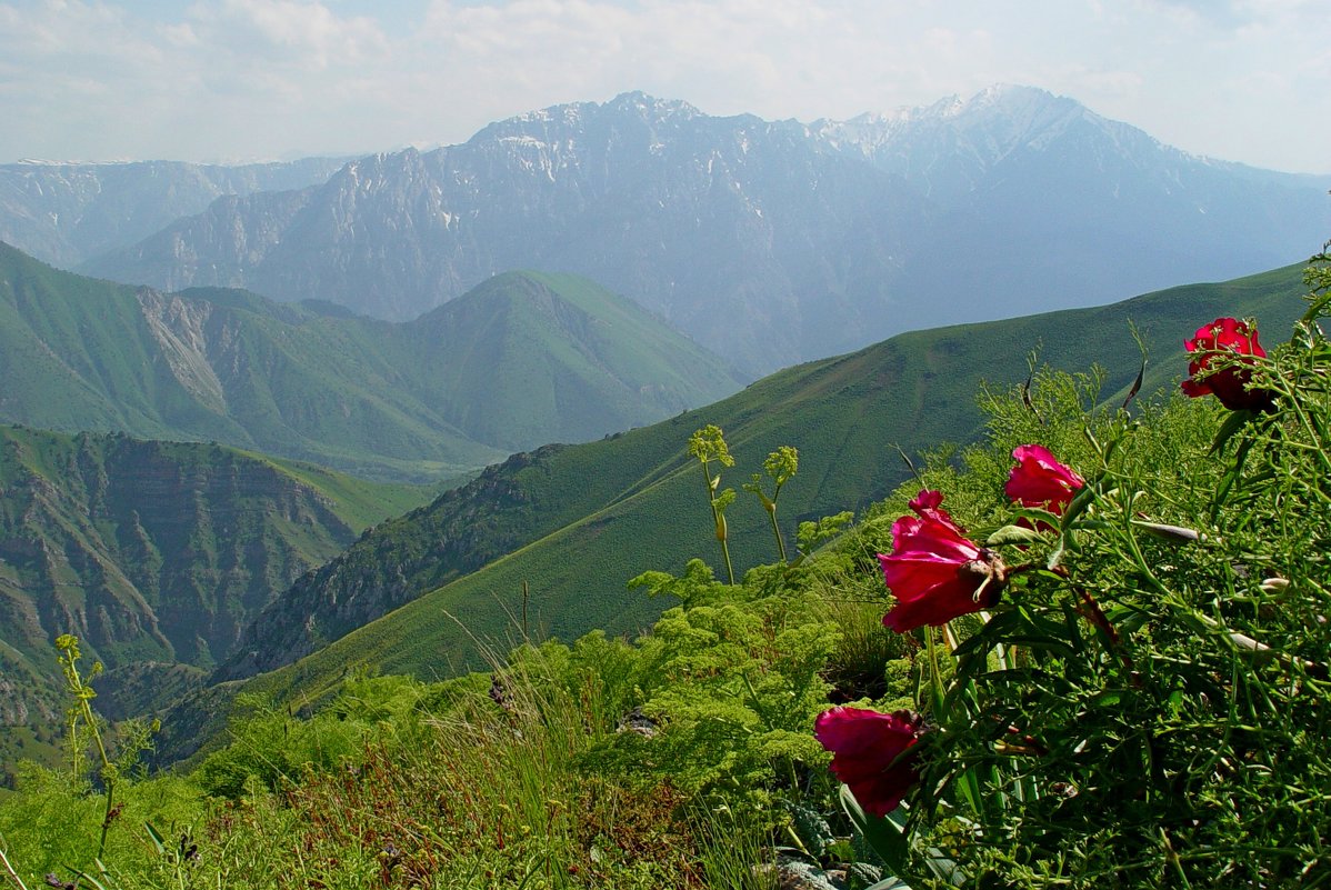 ДОЛИНА КУЛОСЬИ - Виктор Осипчук