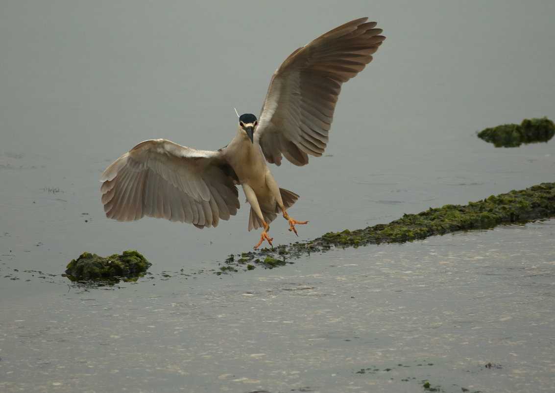 black - crowned night-heron - Naum 