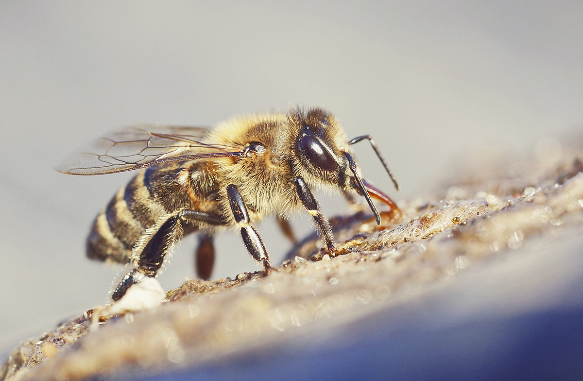 Пчела на водопое - Александр Русинов