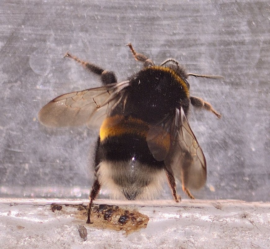 bumblebee - Бармалей ин юэй 