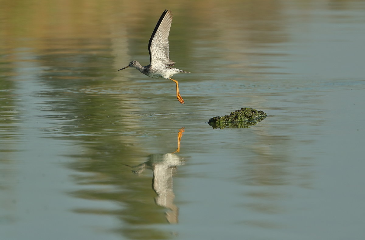 Greater Yellowlegs - Naum 