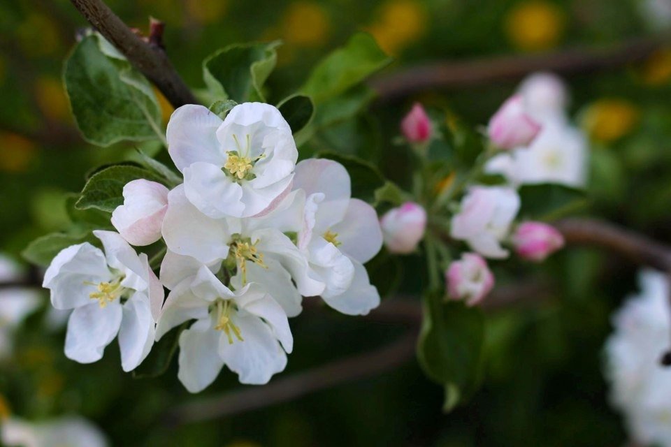 яблони в цвету - Горкун Ольга Николаевна 