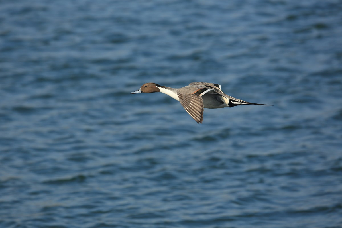 Northern Pintail - Naum 