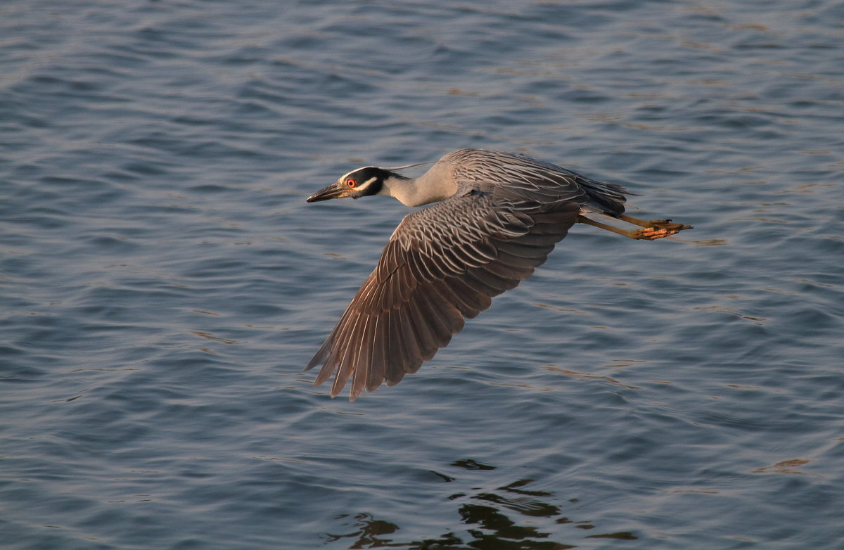 Yellow - Crowned Night - Heron - Naum 