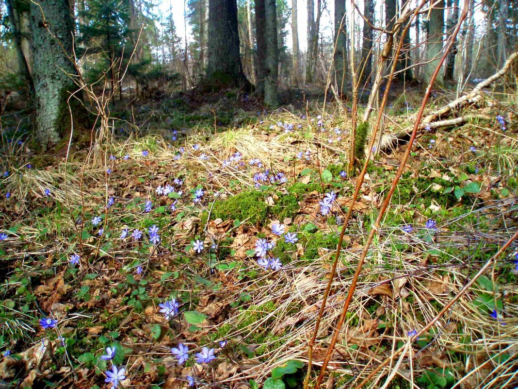 Žalioji giria / Lithuanian forest - silvestras gaiziunas gaiziunas