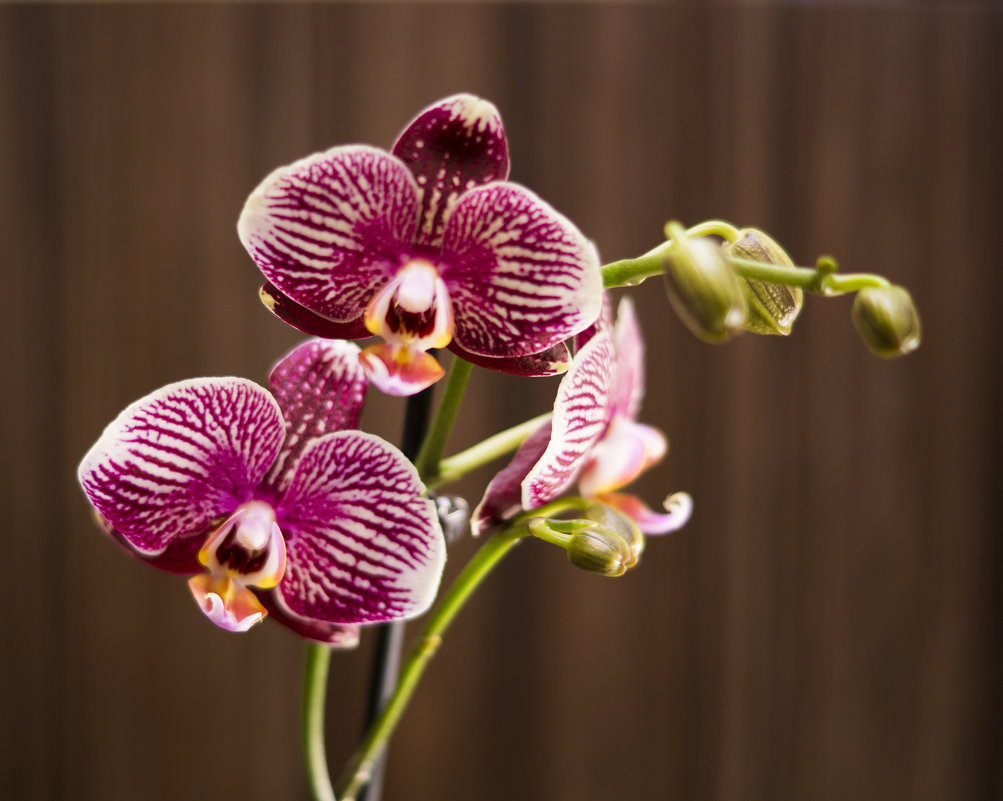 Орхидея-полосатик - Элен Шендо