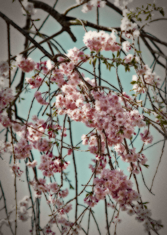 Сакура в цвету - Alexander Dementev