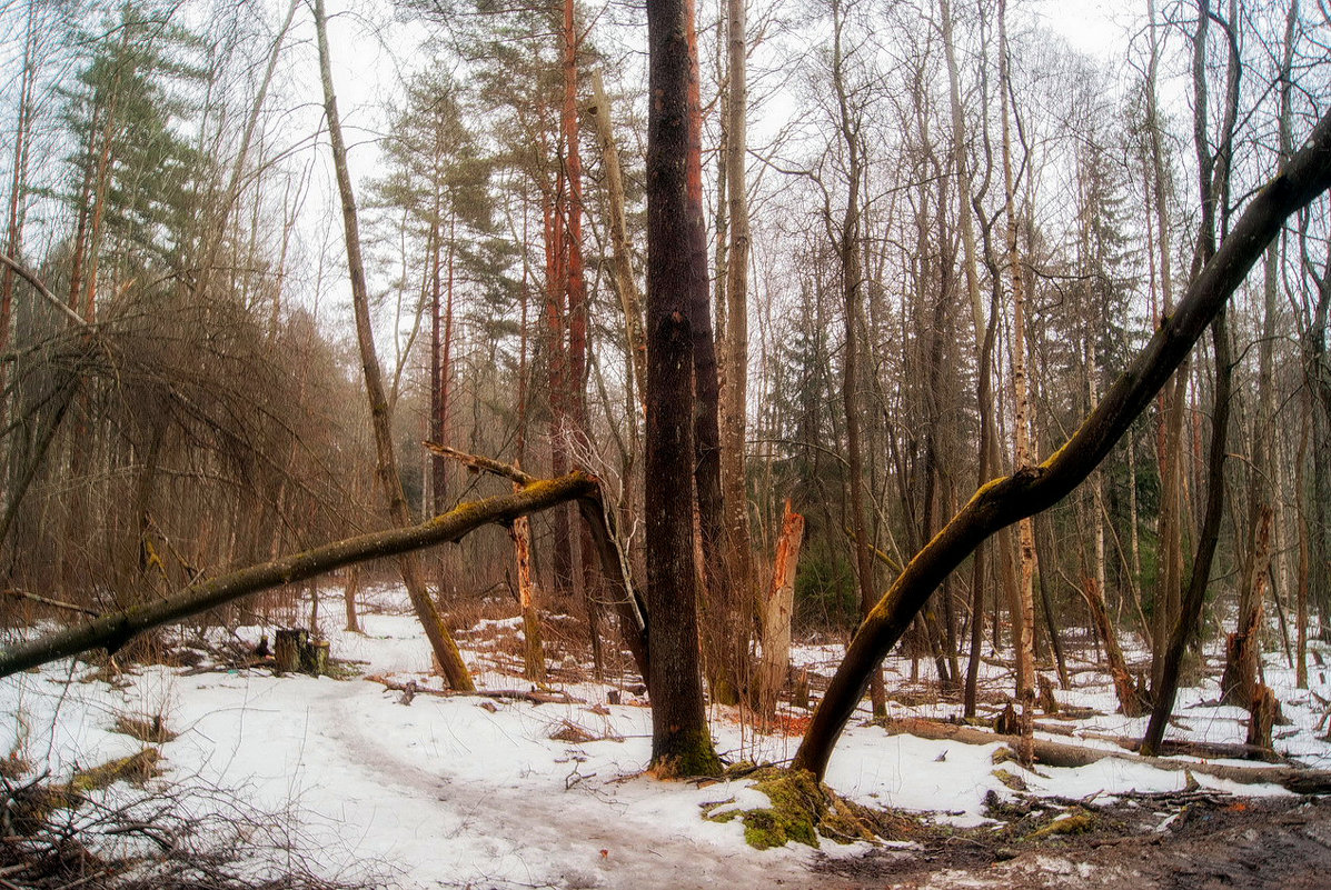 *** - Сергей  Могутов 