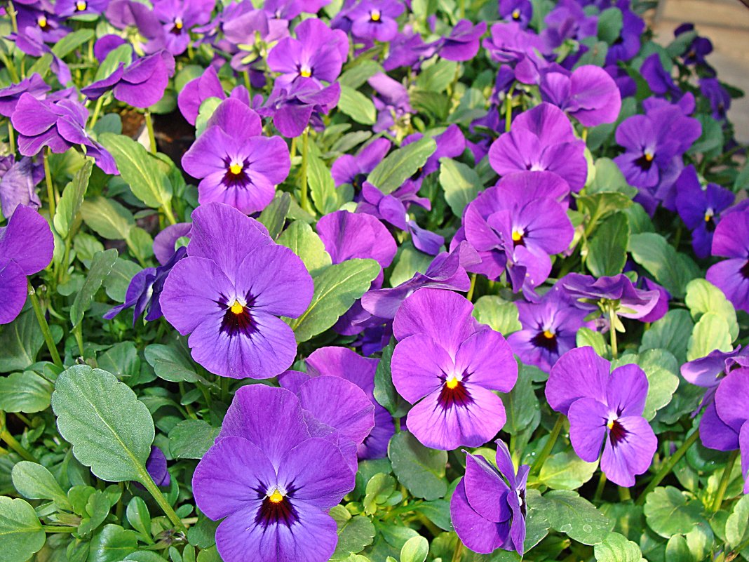 Viola cornuta / Фиалка рогатая - laana laadas