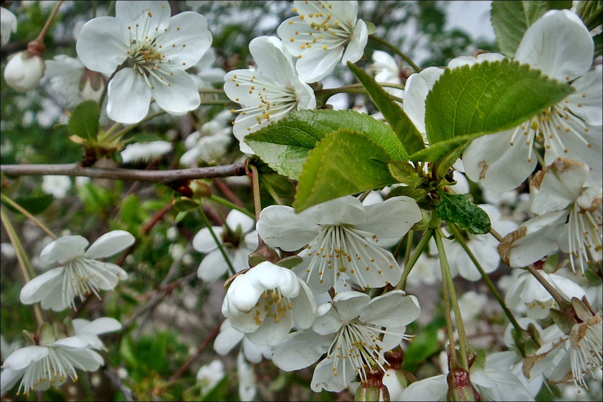 Пышное цветение вишни - Нина Корешкова
