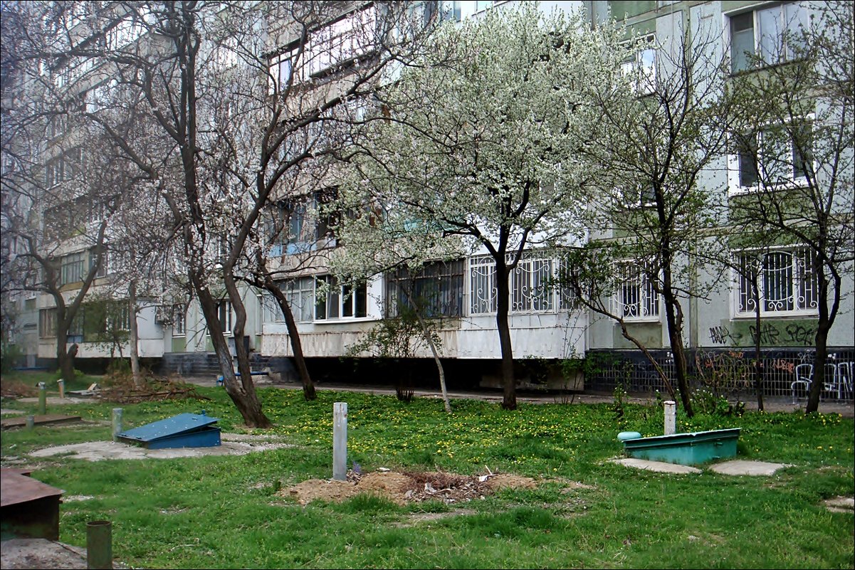 Цветущий апрель под моими окнами - Нина Корешкова