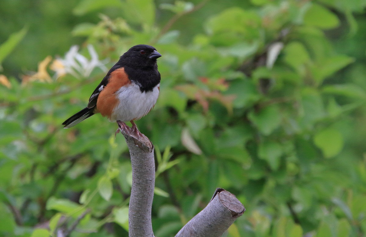 eastern towhee - Naum 