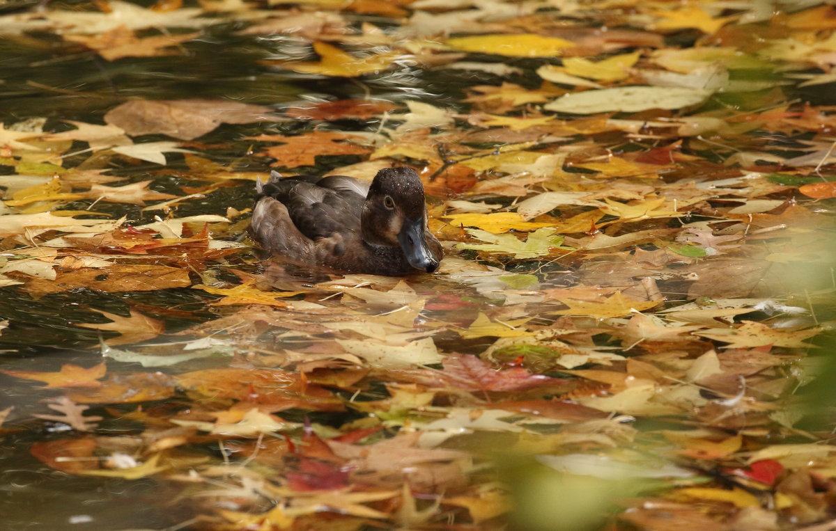 greater scaup - Naum 