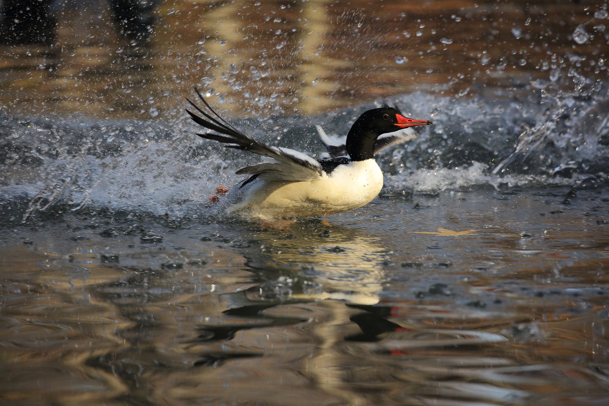 merganser ко взлёту готов - Naum 