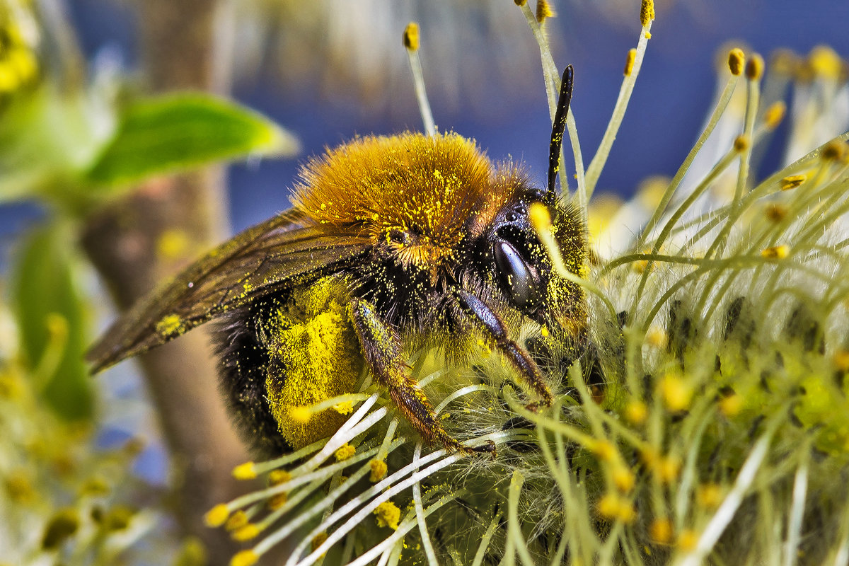 Пчелка в мае - Николай Мелонов