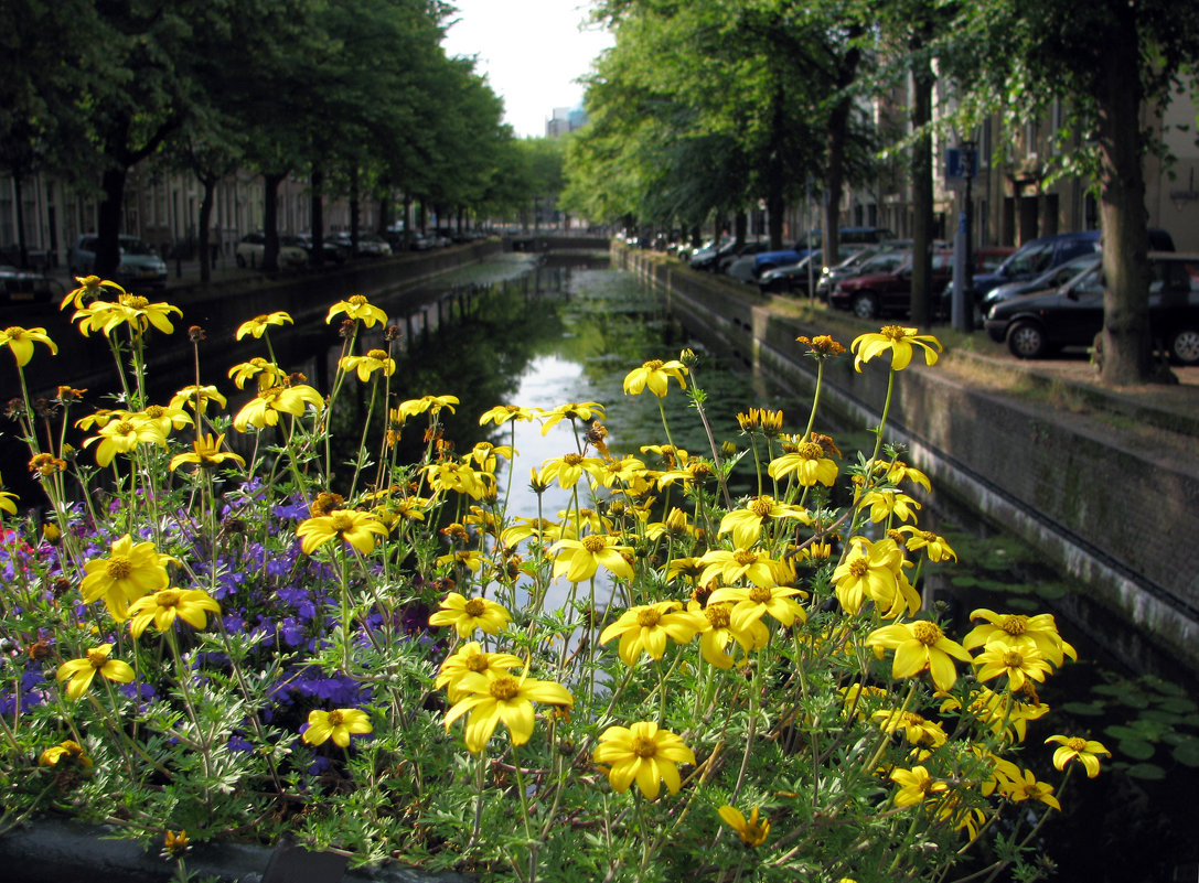 Цветы над каналом - Grey Bishop