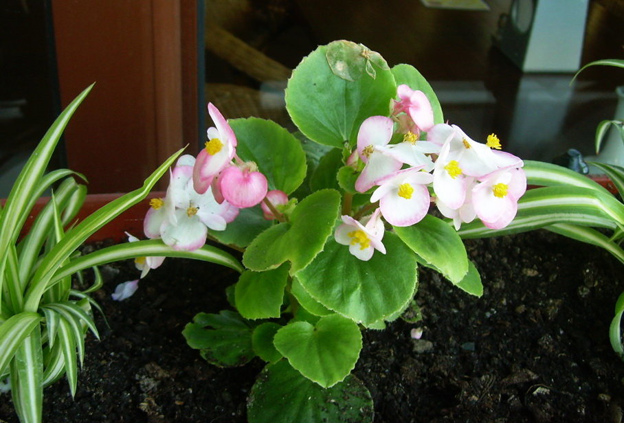 Нежные цветы - татьяна 