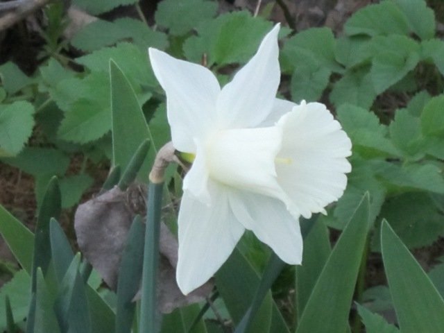 Белый цветок весны - Дмитрий Никитин