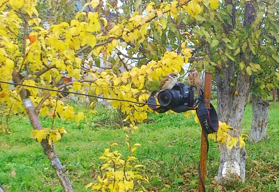 Воробьи фотографы - Николай Масляев