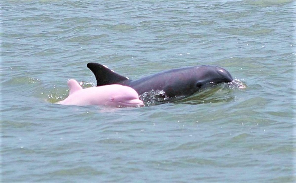 дельфин с малышом - пюся 