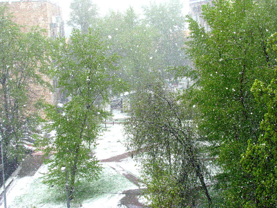 Снегопад в Москве  8 мая 2017г. - Владимир Драгунский