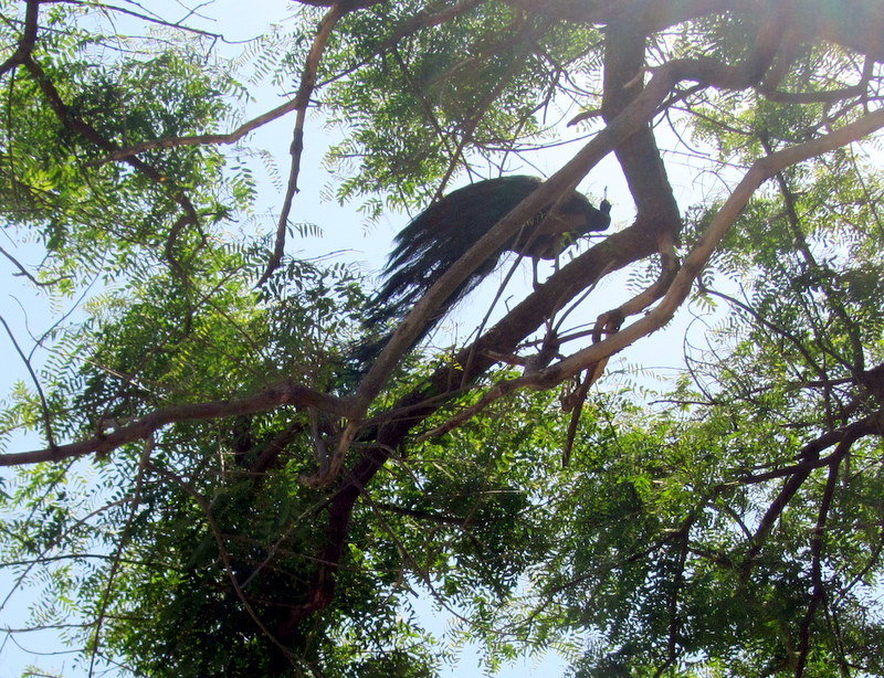 Павлин на дереве - Герович Лилия 