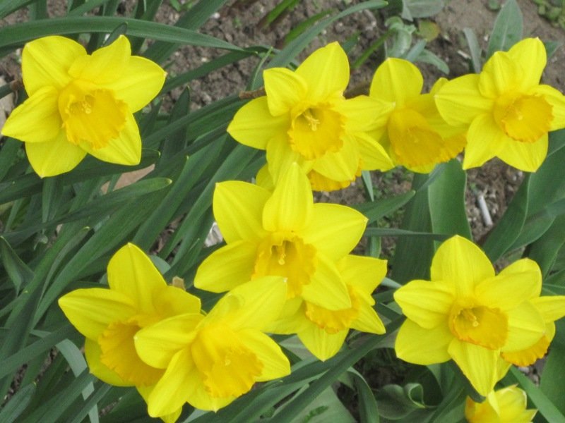 Жёлтые цветы апреля - Дмитрий Никитин