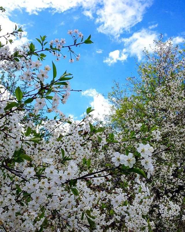 Cherry Blossom - Оксана Павленко