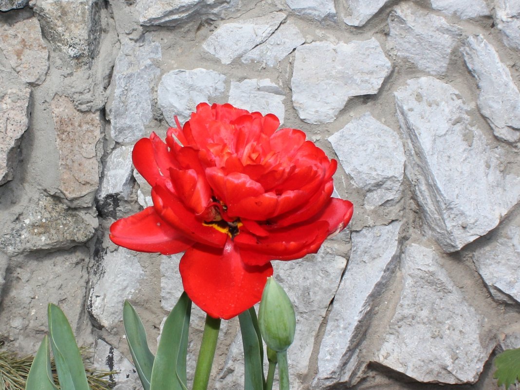 махровый тюльпан - Наталья Золотых-Сибирская